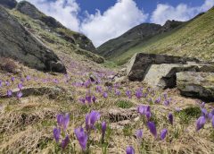 Huawei пуска MatePad Pro 12.2, двуслоен OLED таблет, претендент за iPad Pro 2024 · TechNode