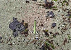 Съобщава се, че XPeng обединява модули за автономно шофиране и интелигентен кокпит в нов общ AI център · TechNode