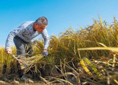 Кварталът Наншан в Шенжен задава главоломни темпове за растеж на БВП
