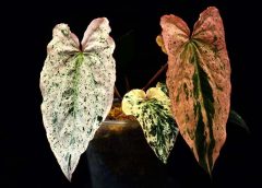 Китай разработва по-стабилна перовскитна слънчева клетка