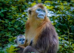 Природните резервати на Китай стимулират биоразнообразието и възстановяването на екосистемите