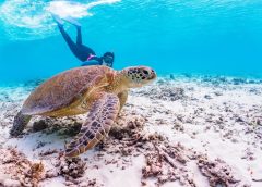 В Япония уникалната дива природа на Окинава е изложена на риск от изчезване поради нарастване на бракониерството и контрабандата