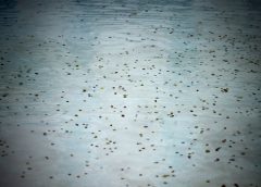 Рим ще таксува туристите да се доближат до прочутия фонтан Треви