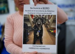 След фатален железопътен инцидент изчезналото куче Боро, което плени Испания, е открито