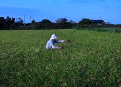 Япония се бори да премахне растенията, застрашаващи селското стопанство, екосистемите