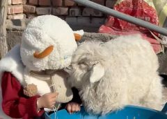 Китайското агнешко „кралица на драмата“ става вирусно, защото се преструва на мъртво, когато се приближат потенциални купувачи