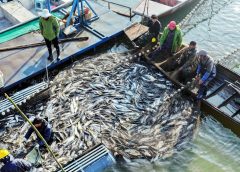 Зимният риболовен сезон носи пресен улов в езерото Liuye в Хунан