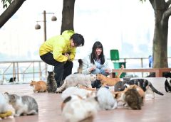 Котешкият тематичен парк в Чунцин привлича посетители, помага на спасителите