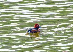 Паркът Чунцин се превръща в сцена за завладяващ природен феномен