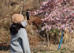 Зимните черешови цветове създават неочаквани зрелища