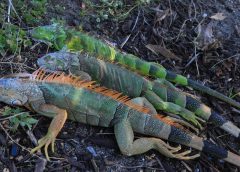 Зимното време в САЩ води до обилен сняг, отменени полети и във Флорида падащи игуани