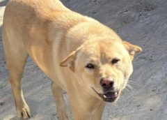 5 кучета бяха открити отровени до смърт в новите територии на Хонконг само за една седмица