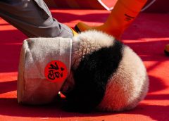 30 малки панди, родени през 2025 г., дебютират, за да изпратят поздрави за Пролетния празник