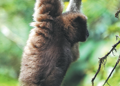 Пазителите на планините Гаолигонг