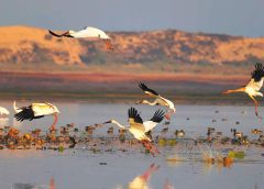 Китай съобщава за големи печалби в опазването на дивата природа и местообитанията