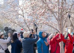 Фестивалът на магнолията цъфти през пролетта
