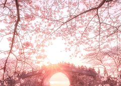 Черешови цветове Yuantouzhu на езерото Taihu, Дзянсу