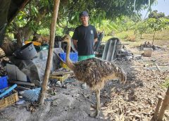 Щраусът бяга от кафене за животни, спринтира по тайландската магистрала