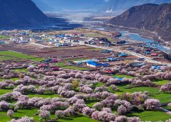 Цъфтеж на праскова в Nyingchi, Xizang
