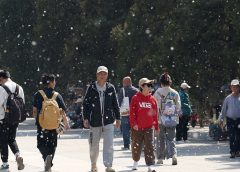 Ранният сезон на котките повишава рисковете от пожари и алергии