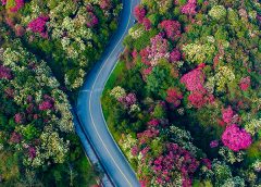 Природен резерват Baili Azalea, Гуейджоу