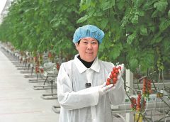 Охлаждането на Джилин не е предизвикателство за реколтата от чери домати